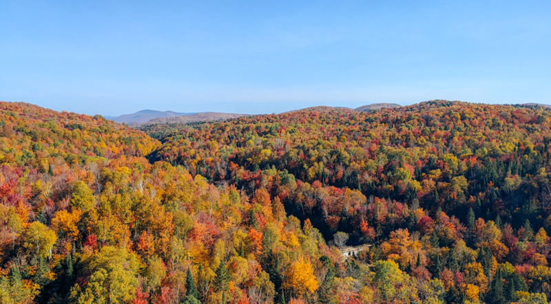 Mindfulness in Autumn 